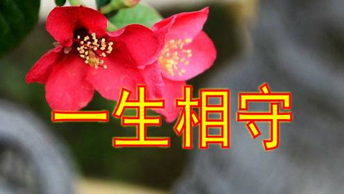 《一生相守的人》爱上你,永不悔!