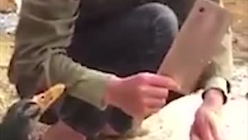拼死救同伴，因为它们也有感情