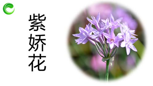 紫娇花 腾讯视频