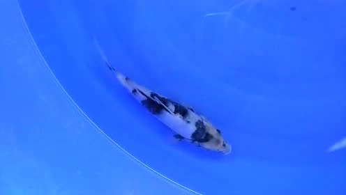 面迫养鲤场 腾讯视频