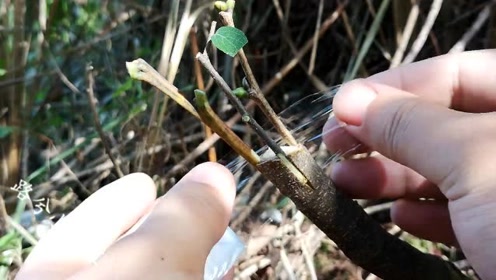 果农现场演示一枝多接方法,一颗果树嫁接多个接穗,嫁接的魅力