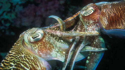 18米大王乌贼活吞鲸鱼