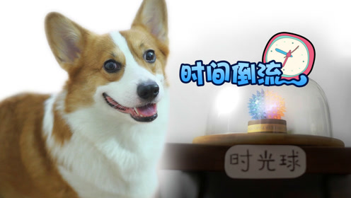能时光倒流你会做什么 小柯基爪握时间神器 居然只用来贪吃零食 鹅家萌宠园 腾讯视频