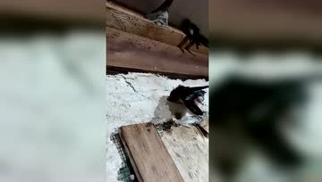 不要拆了人家的窝来当食物
