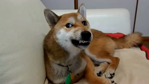 呆萌的柴犬,呲牙的表情看起来很狰狞