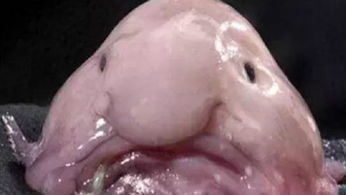 丑动物 腾讯视频