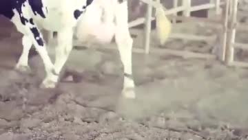 牛奶背后的母子分离悲剧，我们抢走的是牛宝宝的奶