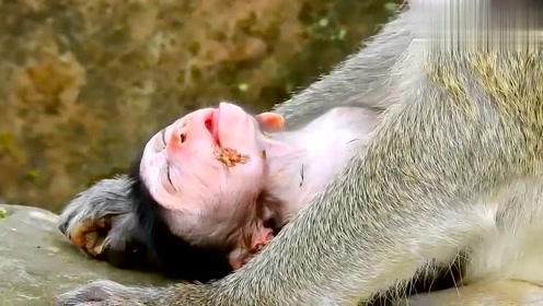 小猴子在猴妈怀里,睡觉的姿势很特别,真是太可爱了