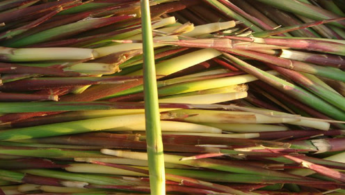 这种植物,根部极为珍贵,人称"钻地龙",遇见请别除掉