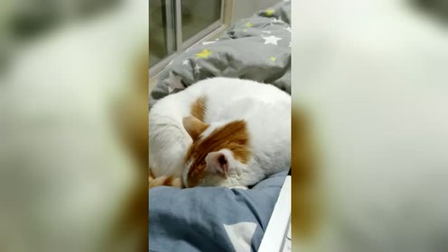 绿花椰菜猫耳朵 腾讯视频