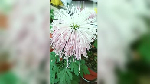 白菊吐艳 腾讯视频