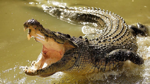 湾鳄vs帝鳄,究竟谁才是水中霸主?看完才恍然大悟!
