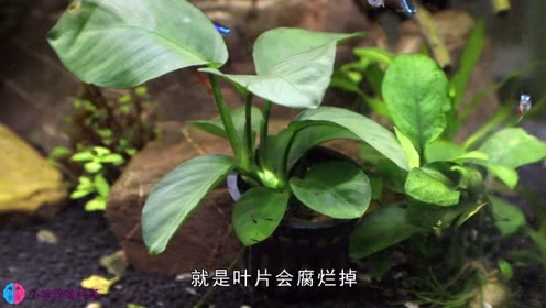 腾讯视频