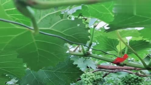 葡萄花芽分化 腾讯视频