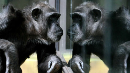 一群大猩猩照镜子,银背黑猩猩的反应最强烈,难道被自己帅到?