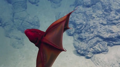 深海中的"吸血鬼乌贼",姿态优美如幽灵,器官都会发光!