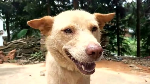 三河进宝犬业 腾讯视频