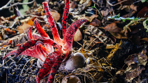 世界上最稀有的真菌,恶魔雪茄在生长时会发出恐怖的怪声!