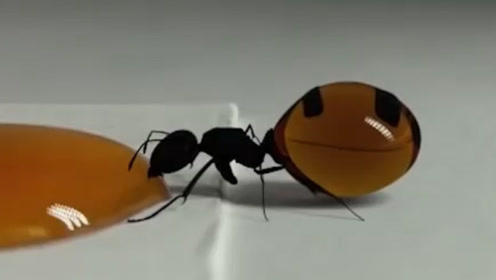 蚂蚁帝国网络技术传媒 腾讯视频