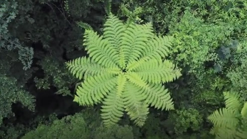 世界上最古老的树种之一桫椤