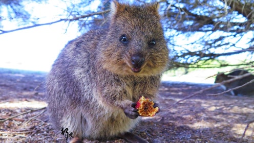 澳洲巨型老鼠图片