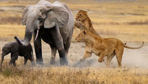 看14只狮子和大象打斗的场面,谁战斗力更猛,低估了大象战斗力