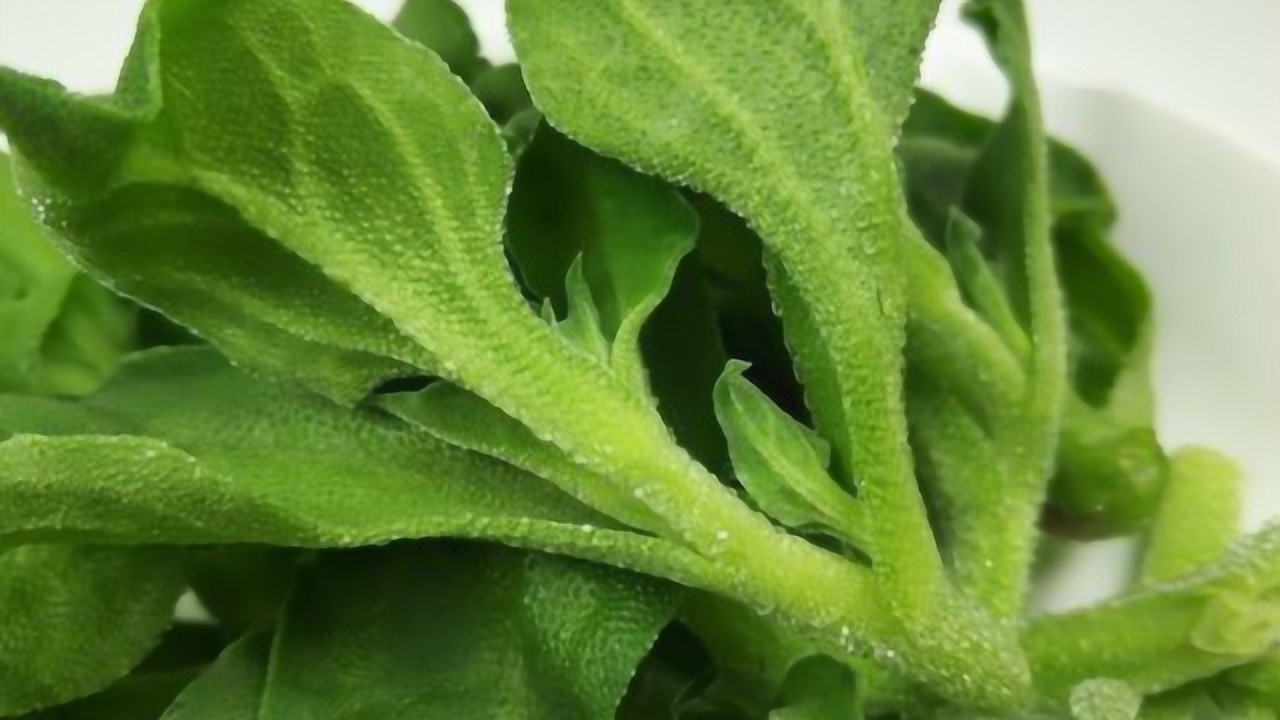 天然的"抗癌王"被发现,菜市场1元1斤,营养却堪比高丽参!