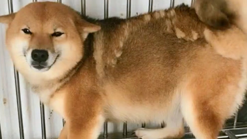 萌柴犬 腾讯视频