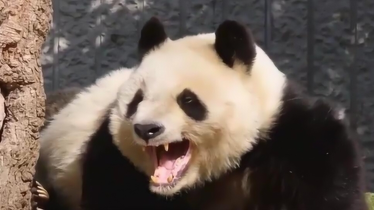 熊猫旦旦睡醒了,起身打个哈欠,伸个懒腰,萌得不像话