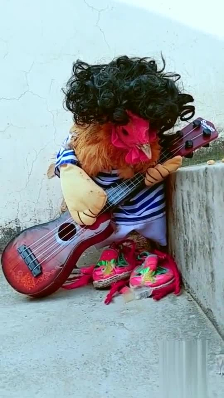 会弹吉他的鸡你见过么, 绝对是公鸡中的战斗机啊