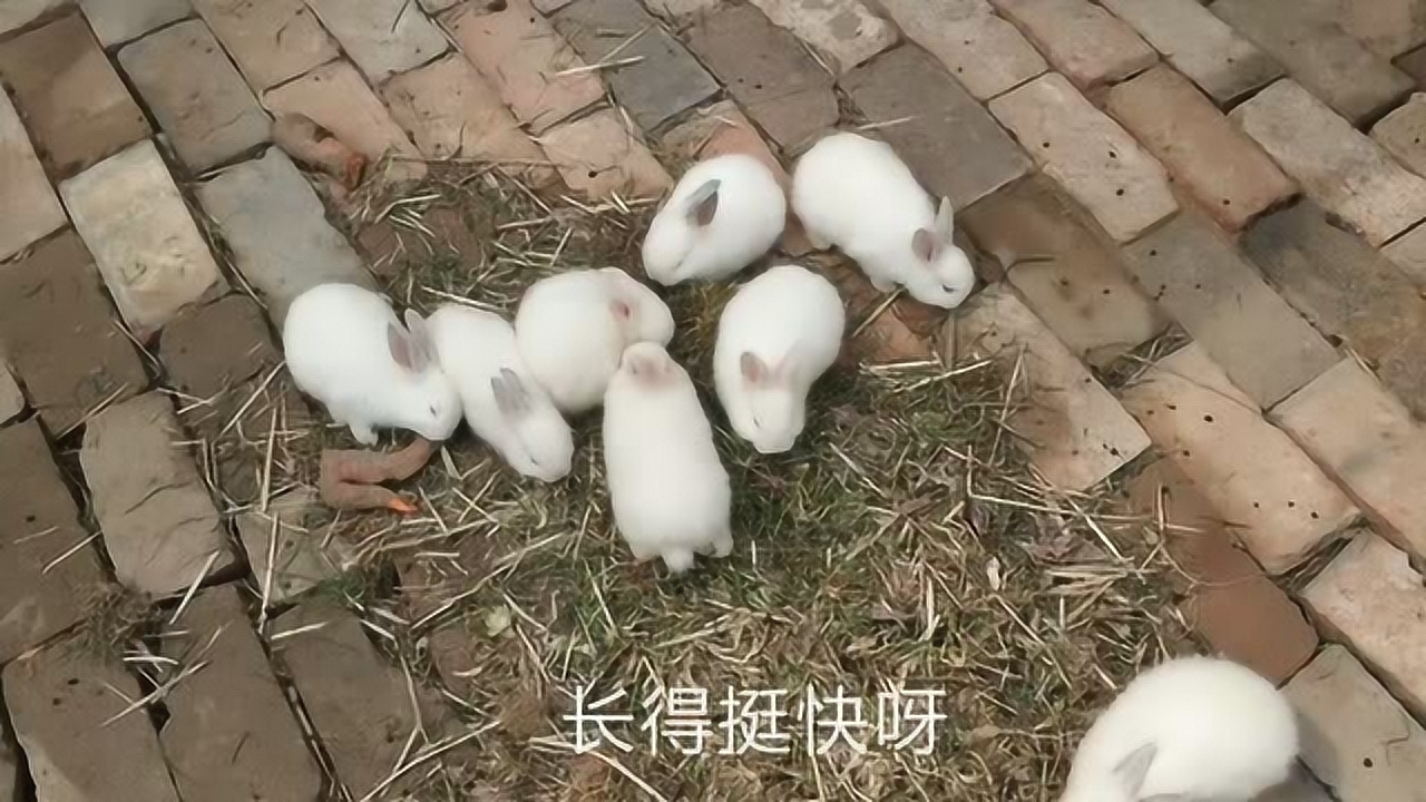 小兔子乖乖,一月一窝,一窝8只最多16只以前宝爸也养过几百只兔子
