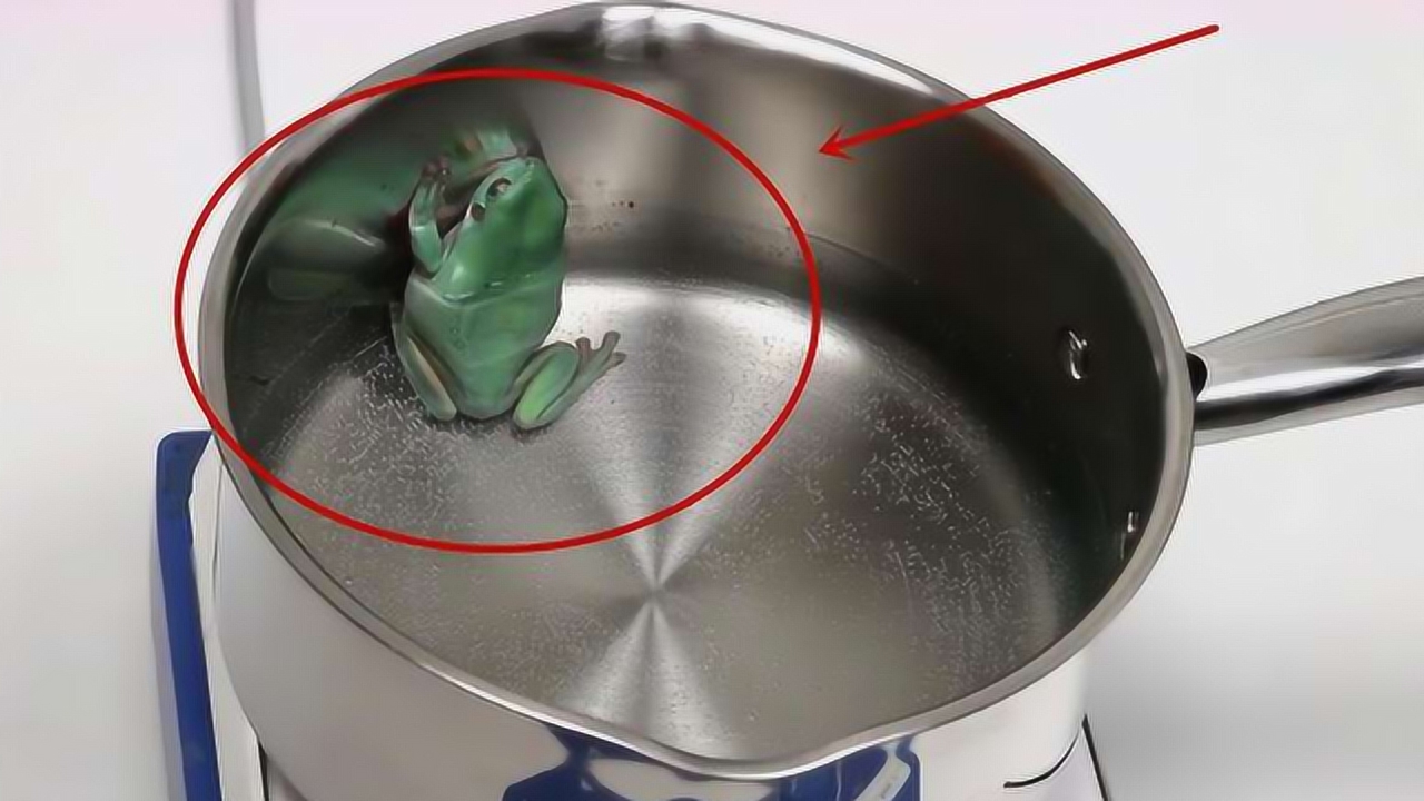 温水煮青蛙到底会发生什么?老外直接实验,网友:是人做的事吗