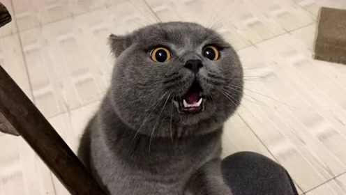 蜂妹与狗狗猫 腾讯视频