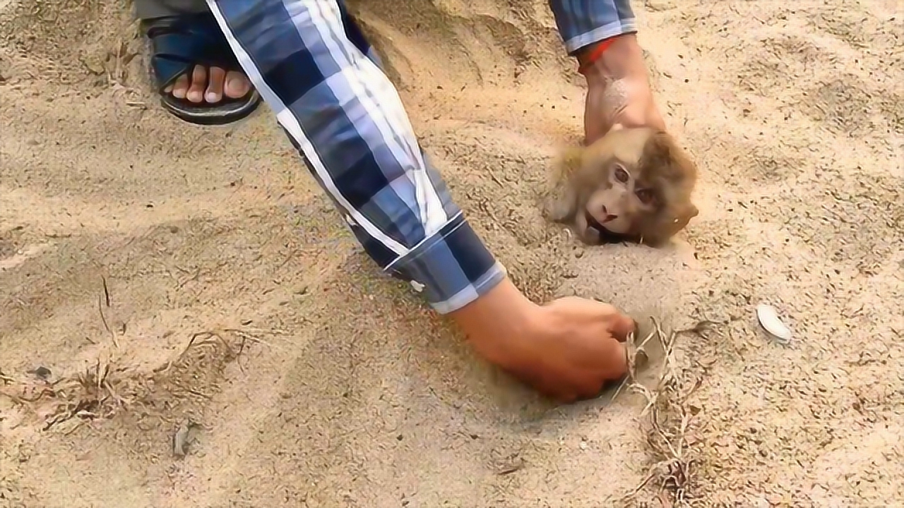 猴子不慎触电,男子却将它直接埋进沙子,这是什么操作?