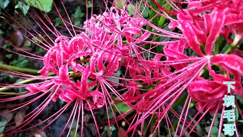 地狱花 腾讯视频