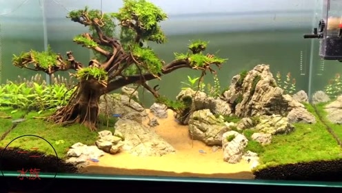 90厘米鱼缸,一棵莫斯树造景,简单的景观,不一定好制作