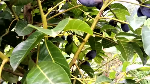 在树上摘黑榄果子乌橄榄黑橄榄果子