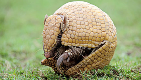 最凶狠的动物,刀枪不入连子弹都不怕,人类对它无可奈何