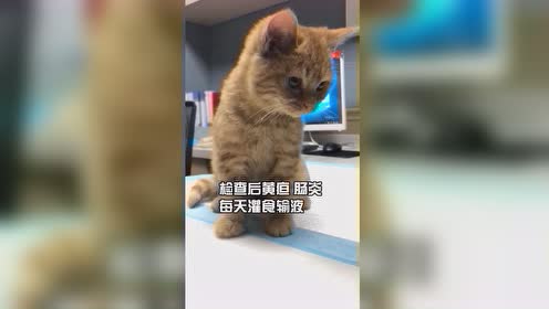 猫黄疸 腾讯视频