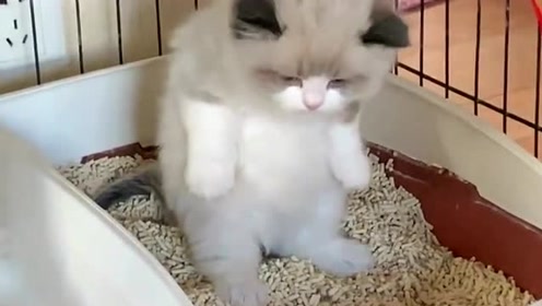 洗猫盆 腾讯视频