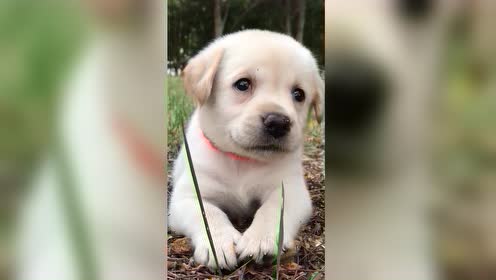 萌宠:超可爱的小奶狗,滴溜溜的黑眼睛好可爱,最后一秒太治愈了