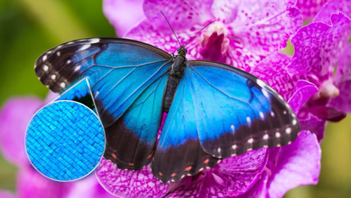 为什么天然的蓝色在自然界如此罕见 蓝色的蝴蝶原来不 