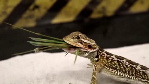 壁虎吃螳螂,倒霉螳螂躲得了初一躲不了十五