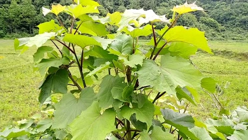 农村这种大叶接骨丹,小时候常用它当瓢喝井水,带你认识了解