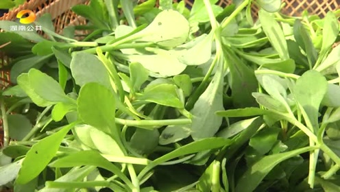 农村野菜救心菜,又叫"金不换",既好吃又能治病,赶紧来看看