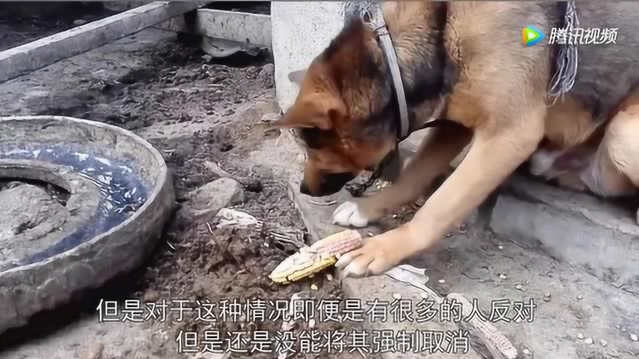 爱狗人士一直在抵制吃狗肉,为什么吃狗肉的行为却还是层出不穷?