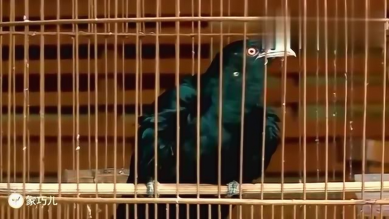 一种极其恐怖的鸟叫声,狗饿鸟,学名:噪鹃!