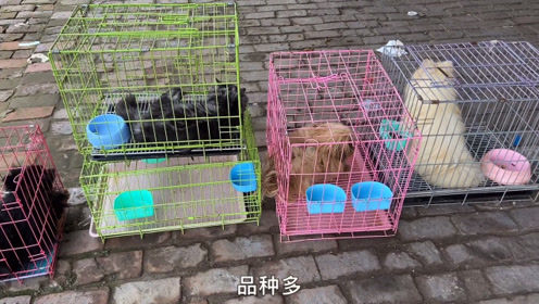 种类的牛聚集 腾讯视频