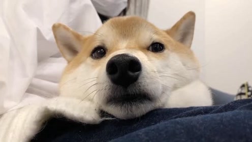 柴犬,你知道有一只柴犬抱手里的感觉吗,看看这个你就知道了