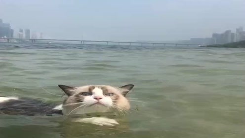 猫游泳 腾讯视频